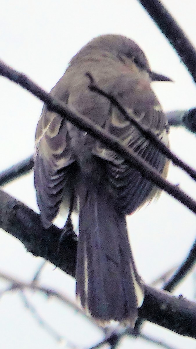 Northern Mockingbird - ML626759878