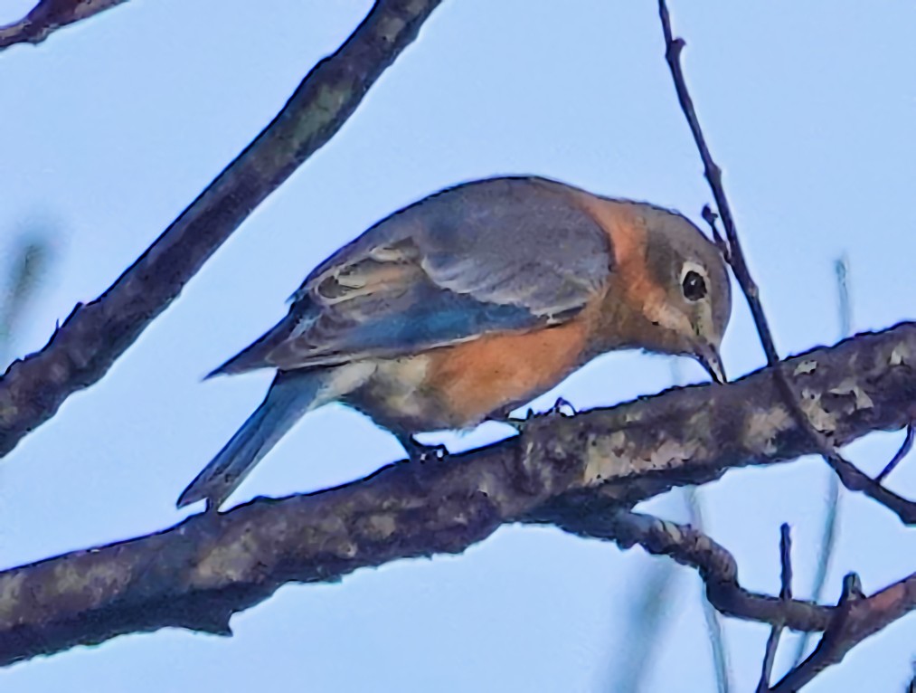 Eastern Bluebird - ML626759883