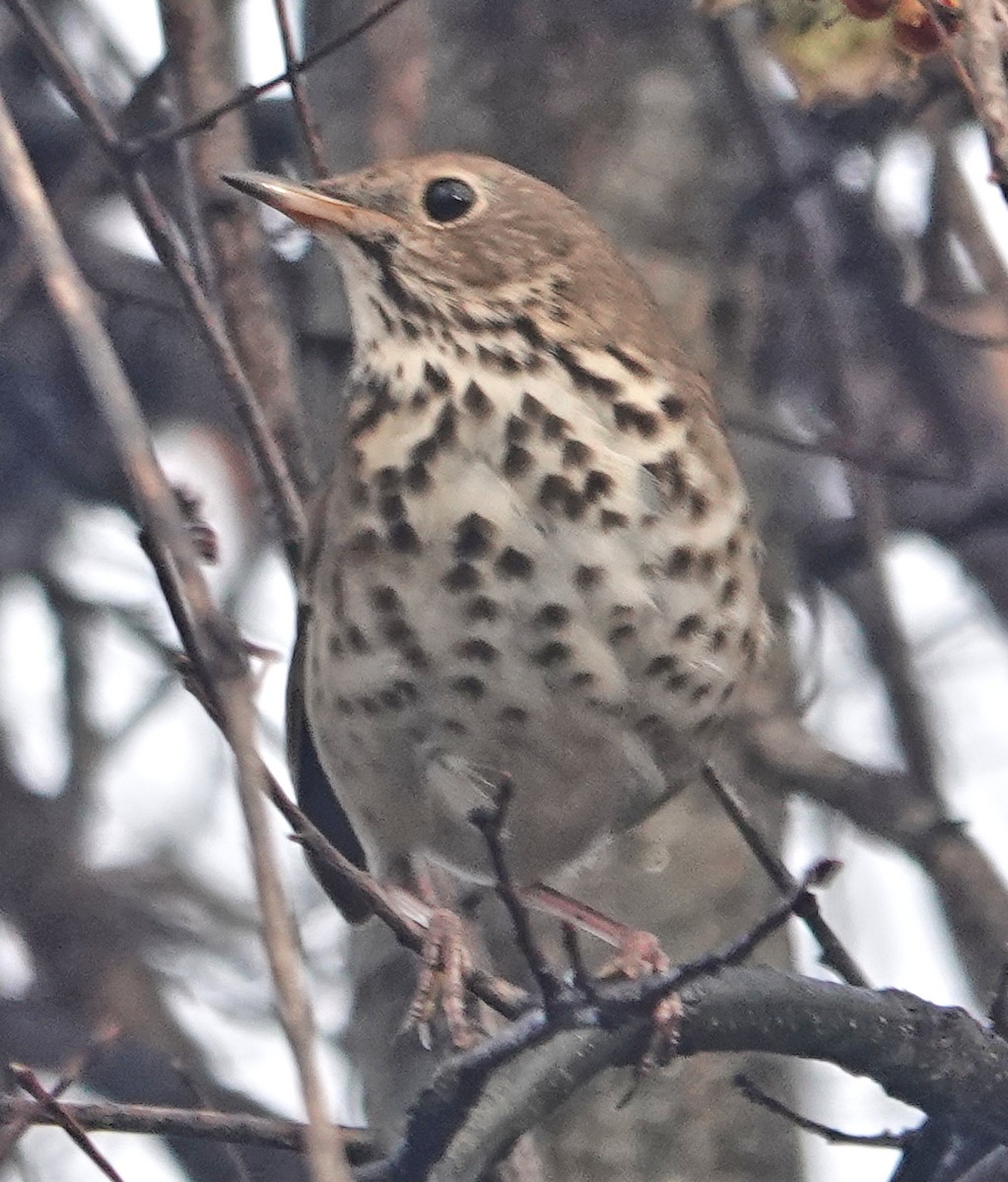 Hermit Thrush - ML626759896