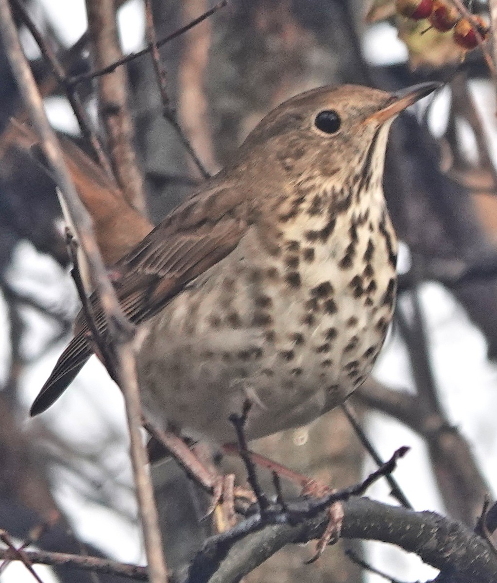 Hermit Thrush - ML626759897