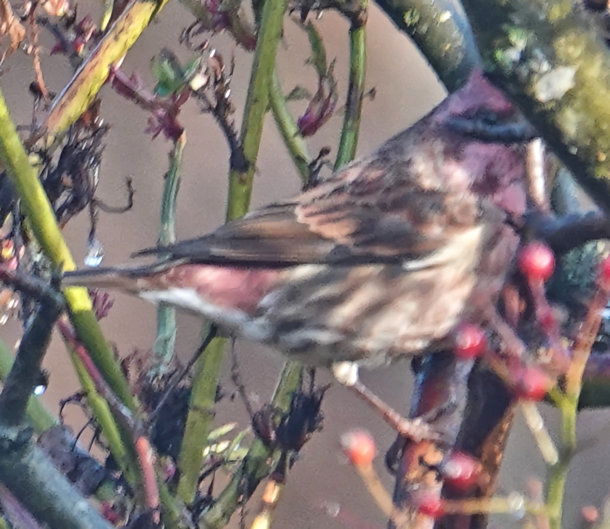 House Finch - ML626759906