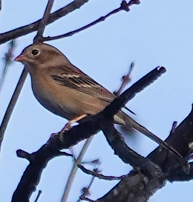 Field Sparrow - ML626759912