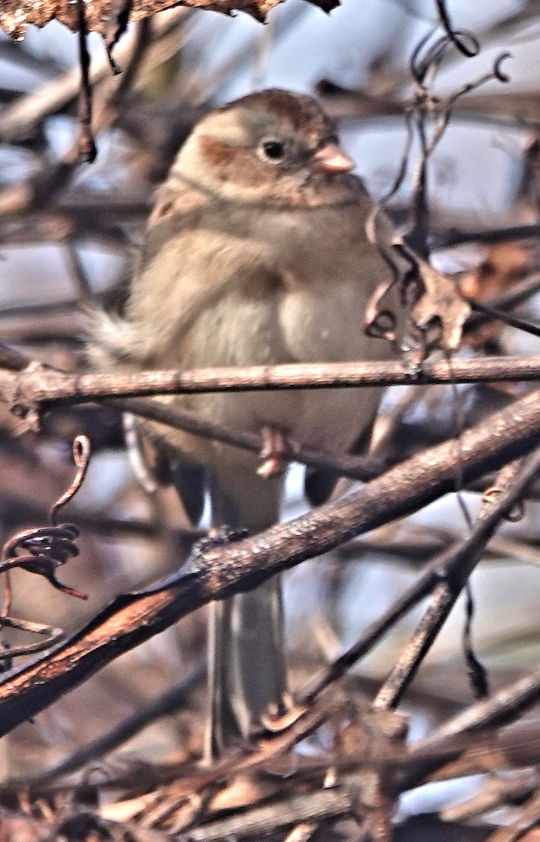 Field Sparrow - ML626759913