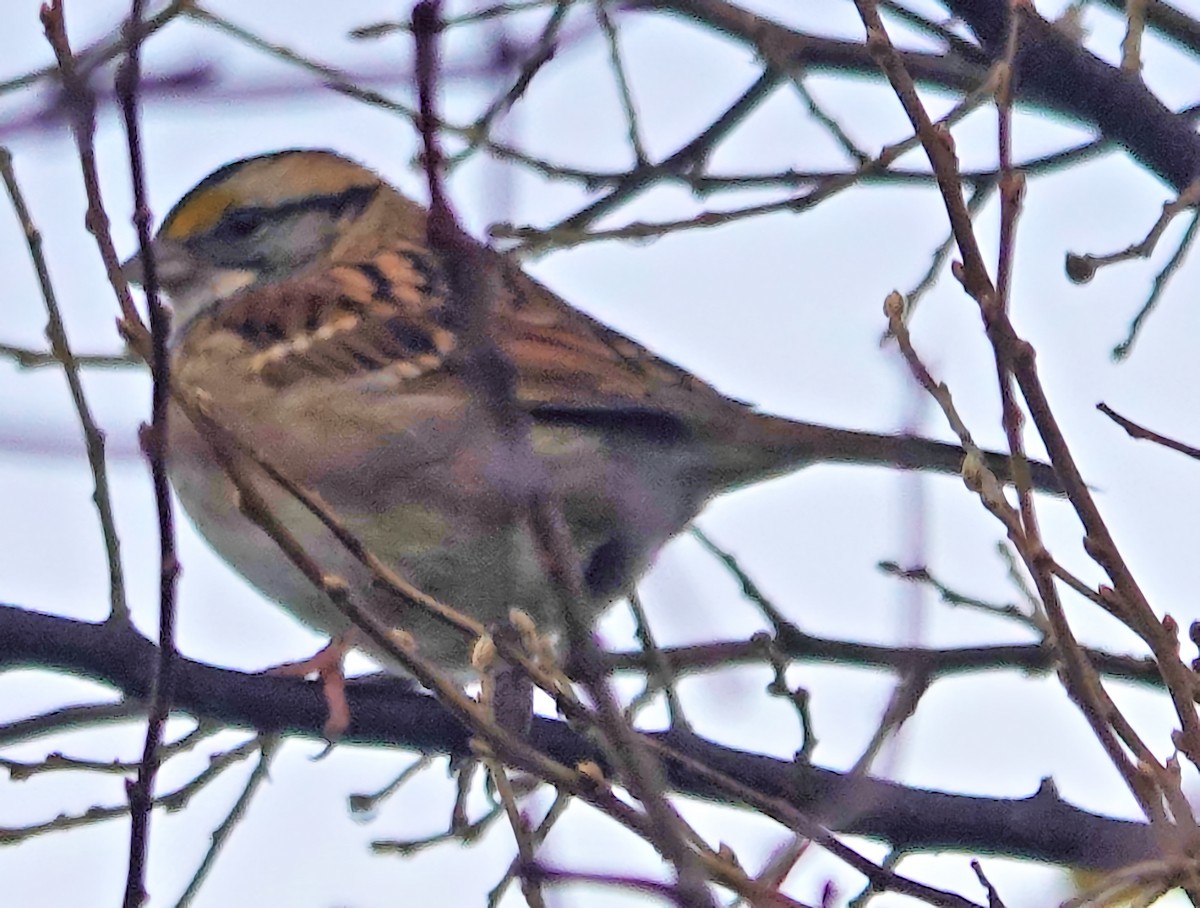 White-throated Sparrow - ML626759928