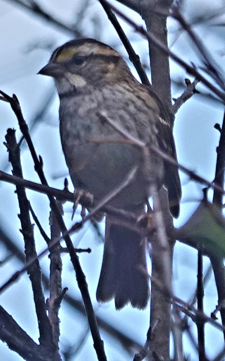 White-throated Sparrow - ML626759929