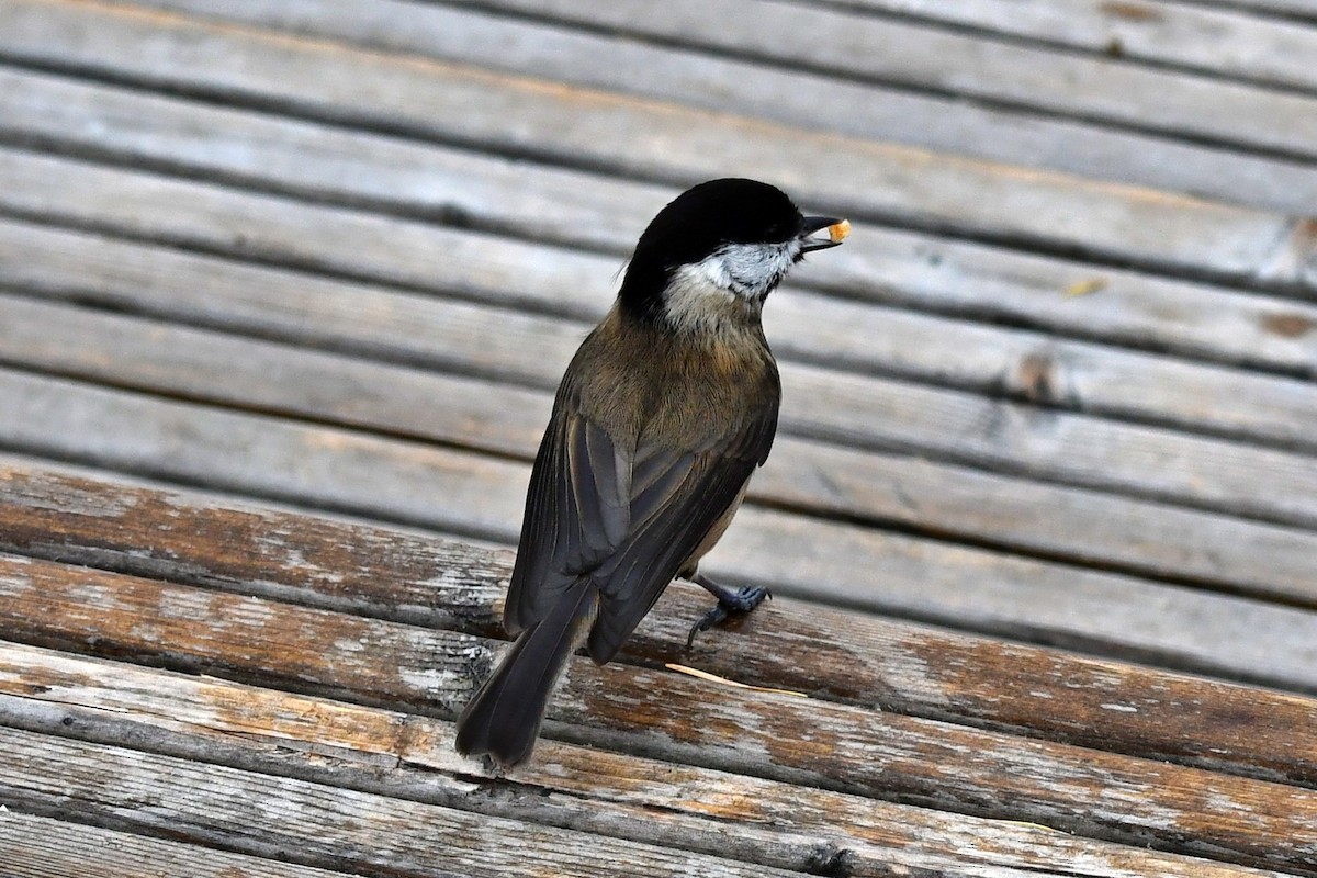 Black-bibbed Tit - ML626759937