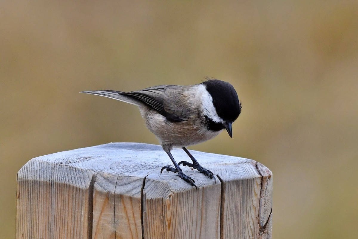 Black-bibbed Tit - ML626759938