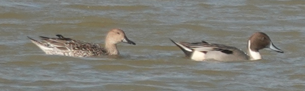 Northern Pintail - ML626759986