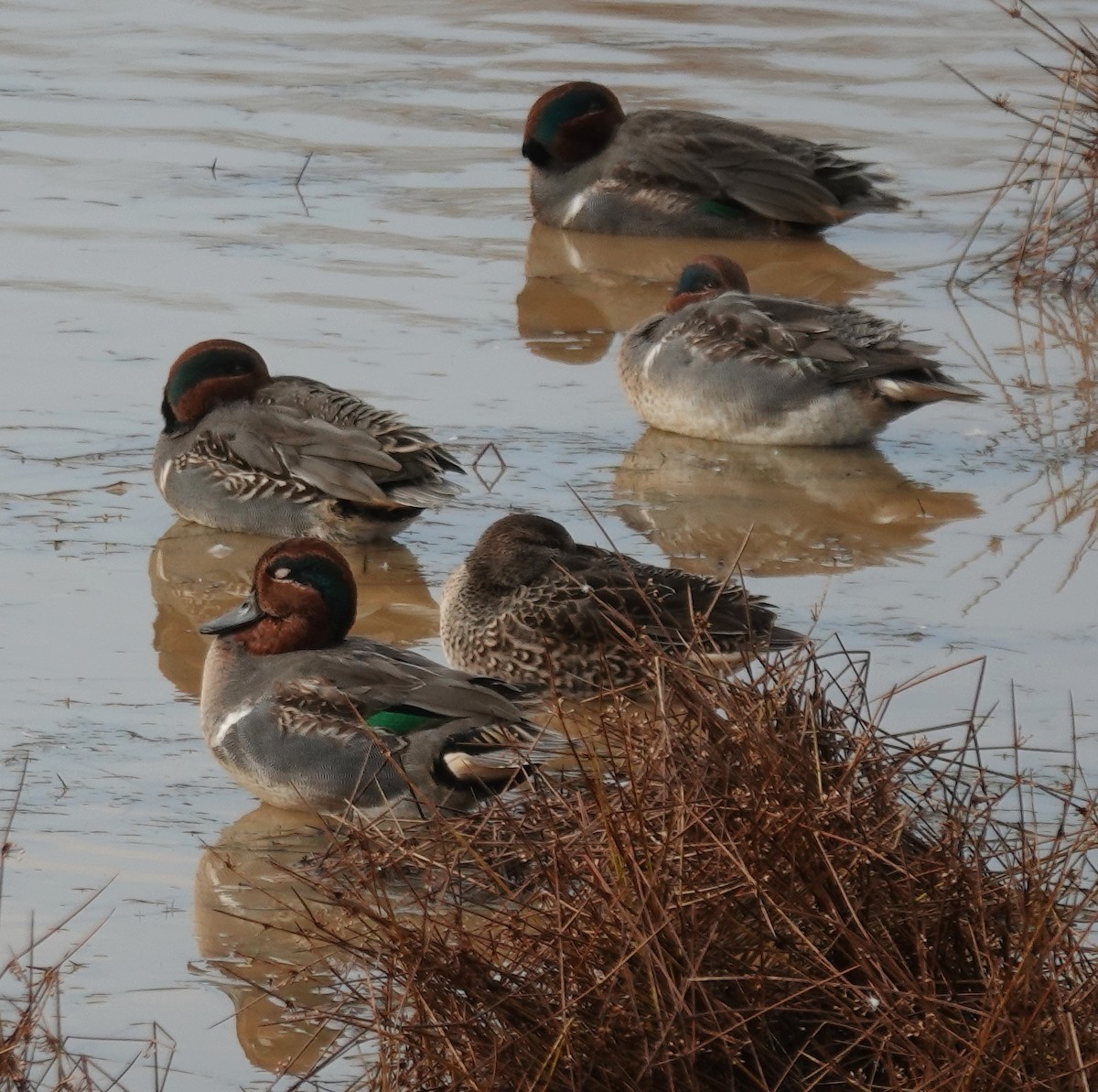 Green-winged Teal - ML626759991