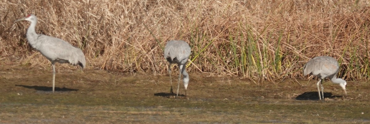 Sandhill Crane - ML626760000