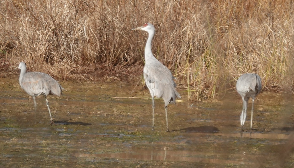 Sandhill Crane - ML626760001