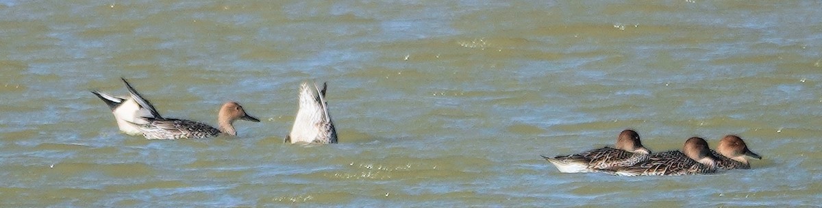 Northern Pintail - ML626760005