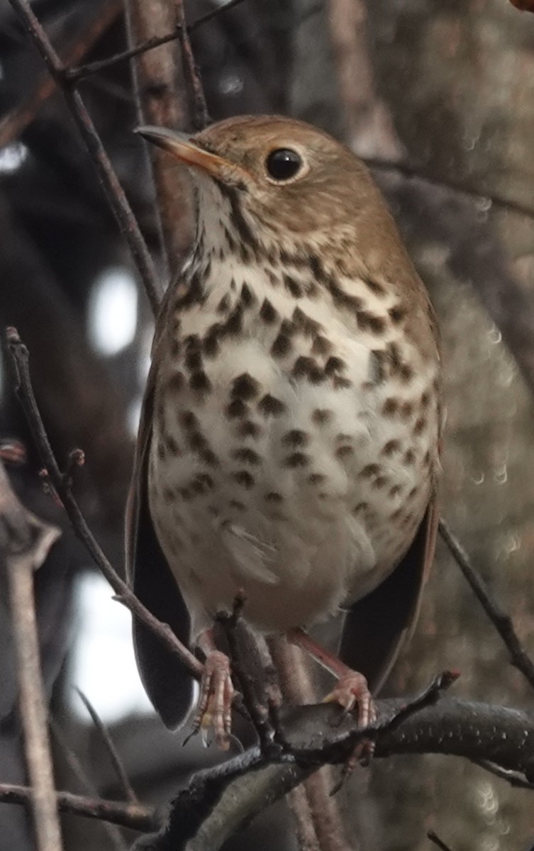 Hermit Thrush - ML626760011