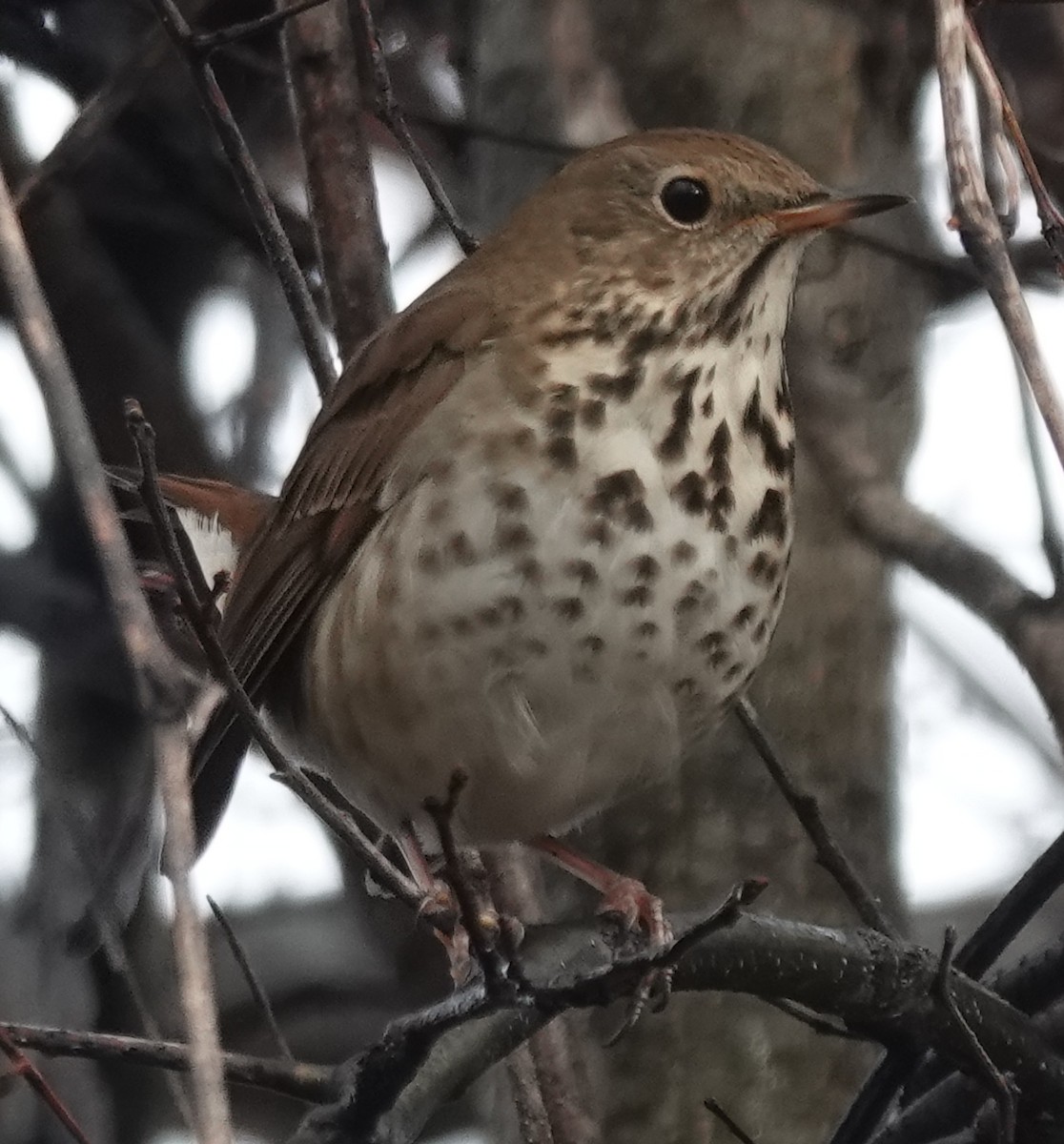 Hermit Thrush - ML626760012