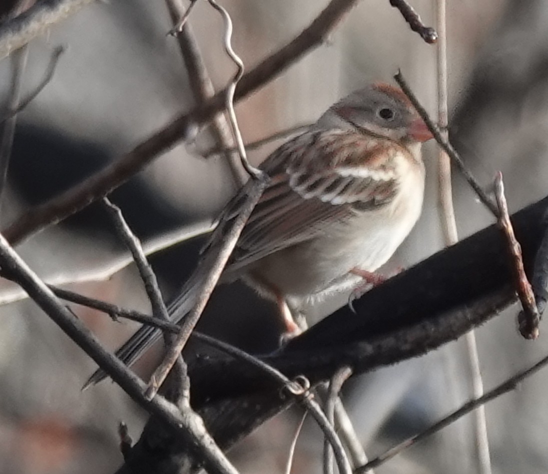 Field Sparrow - ML626760017