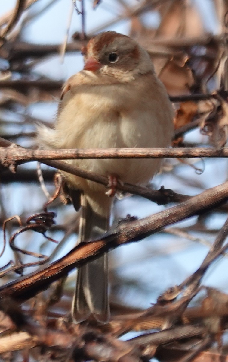 Field Sparrow - ML626760018