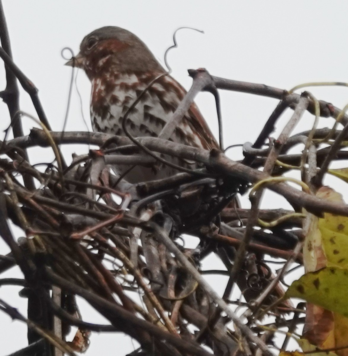 Fox Sparrow - ML626760021