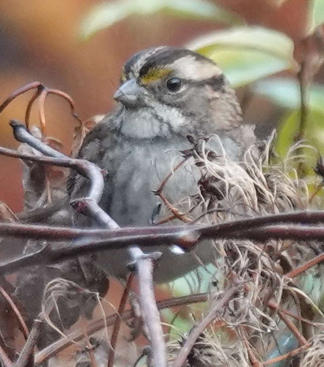 White-throated Sparrow - ML626760025