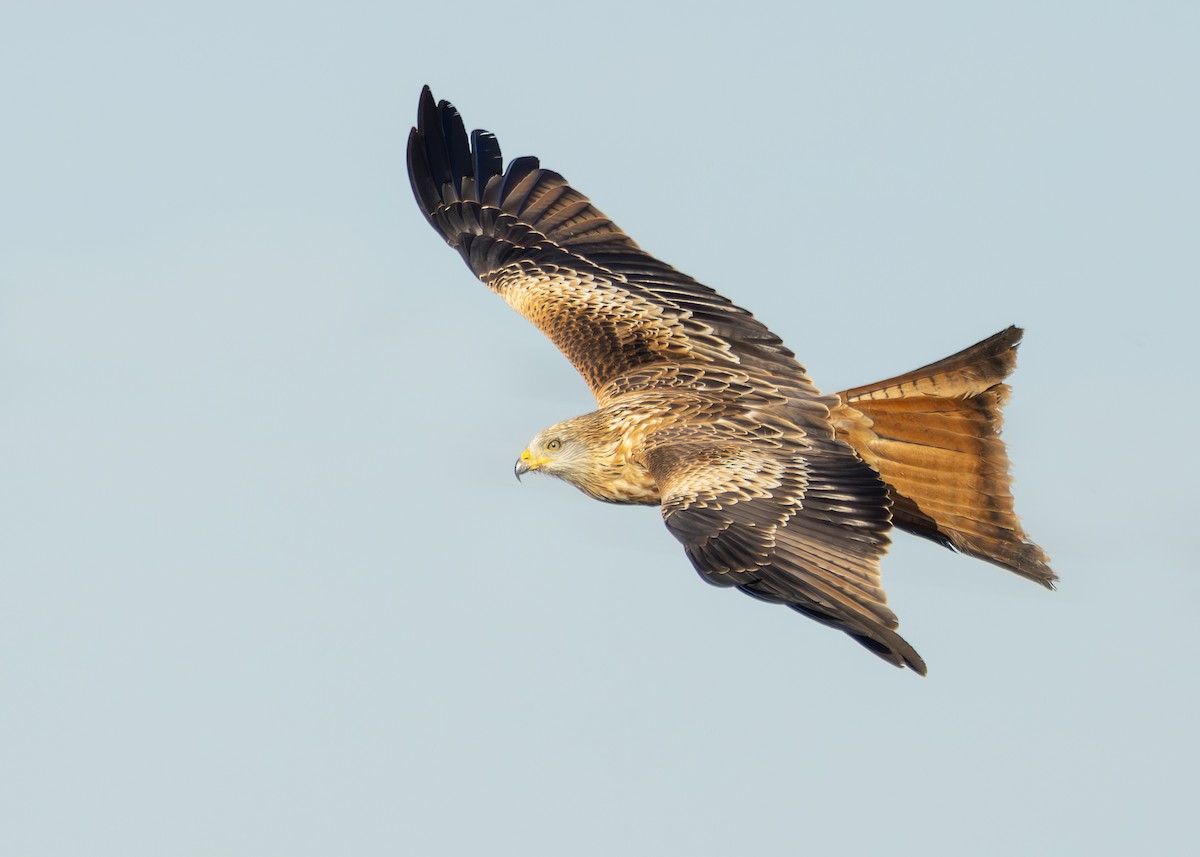 Red Kite (Red) - ML626760108