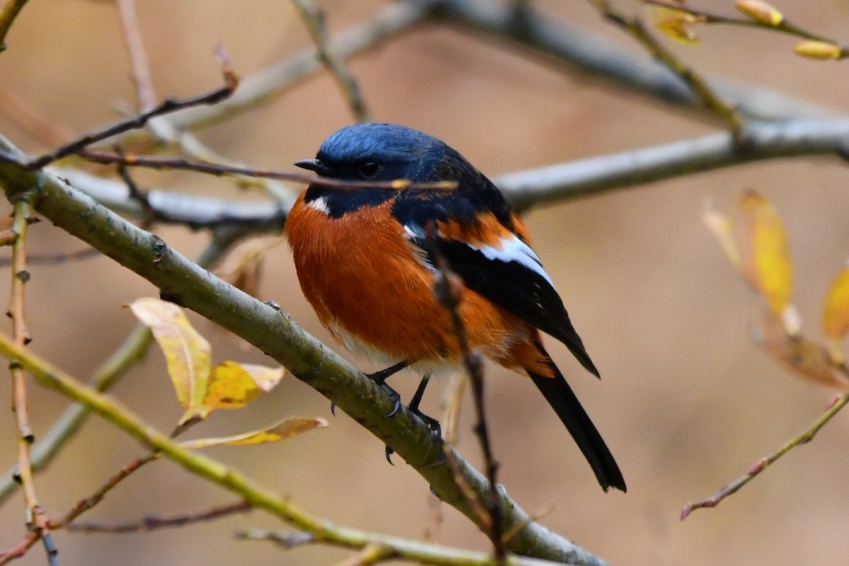 White-throated Redstart - ML626760181