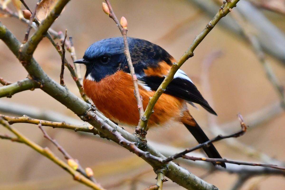 White-throated Redstart - ML626760182