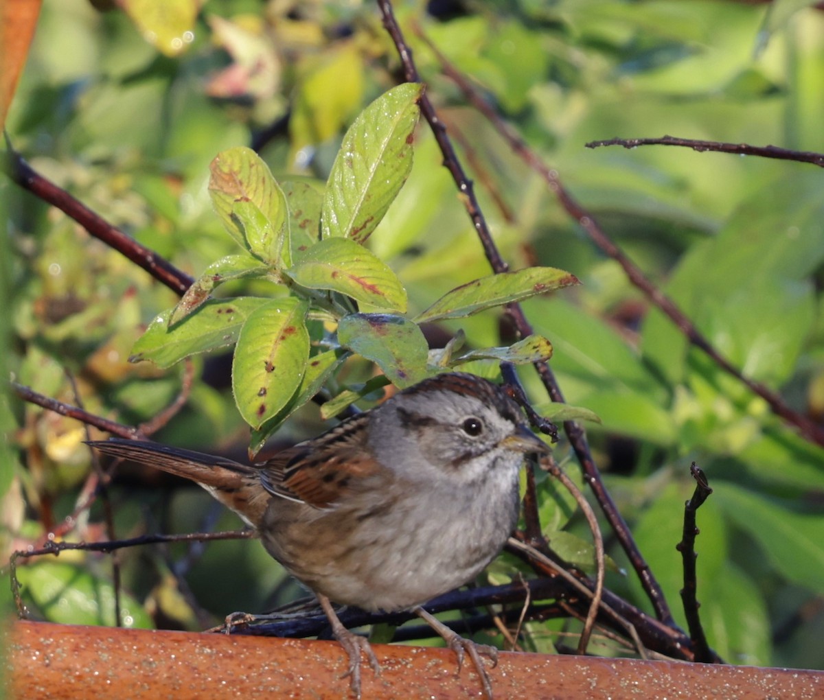 Swamp Sparrow - ML626760399