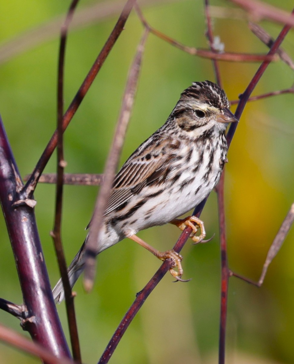 Swamp Sparrow - ML626760400