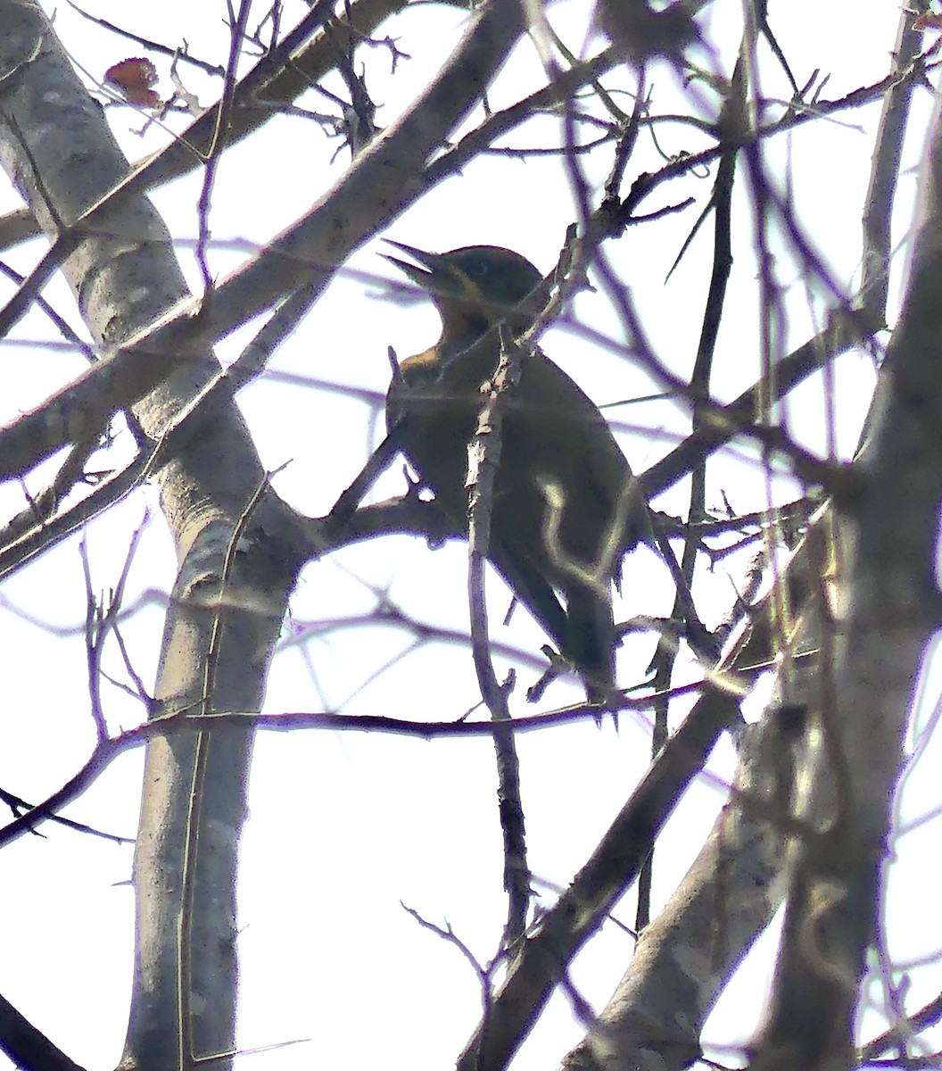 Golden-green Woodpecker (Golden-green) - ML626760410