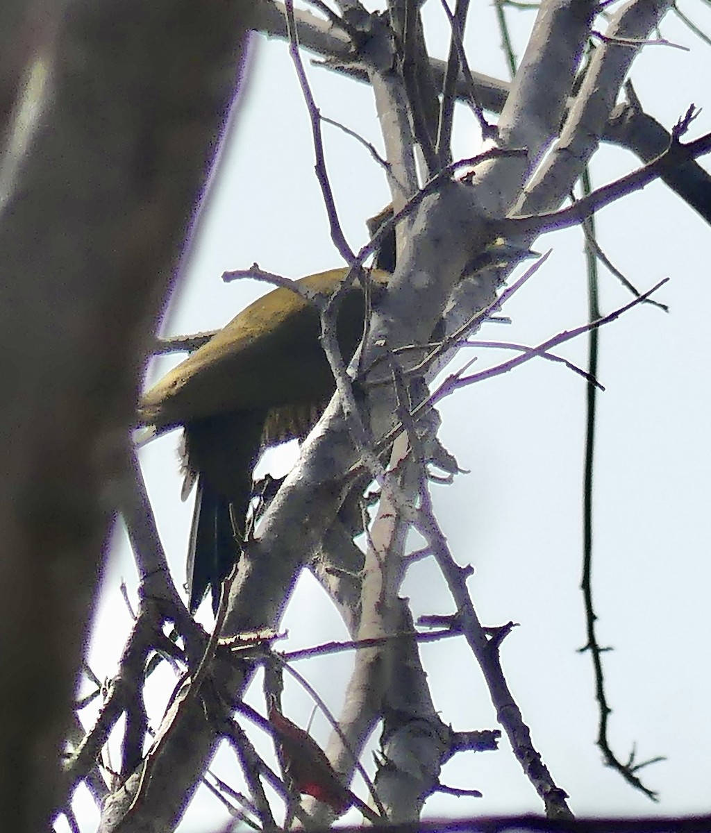 Golden-green Woodpecker (Golden-green) - ML626760411