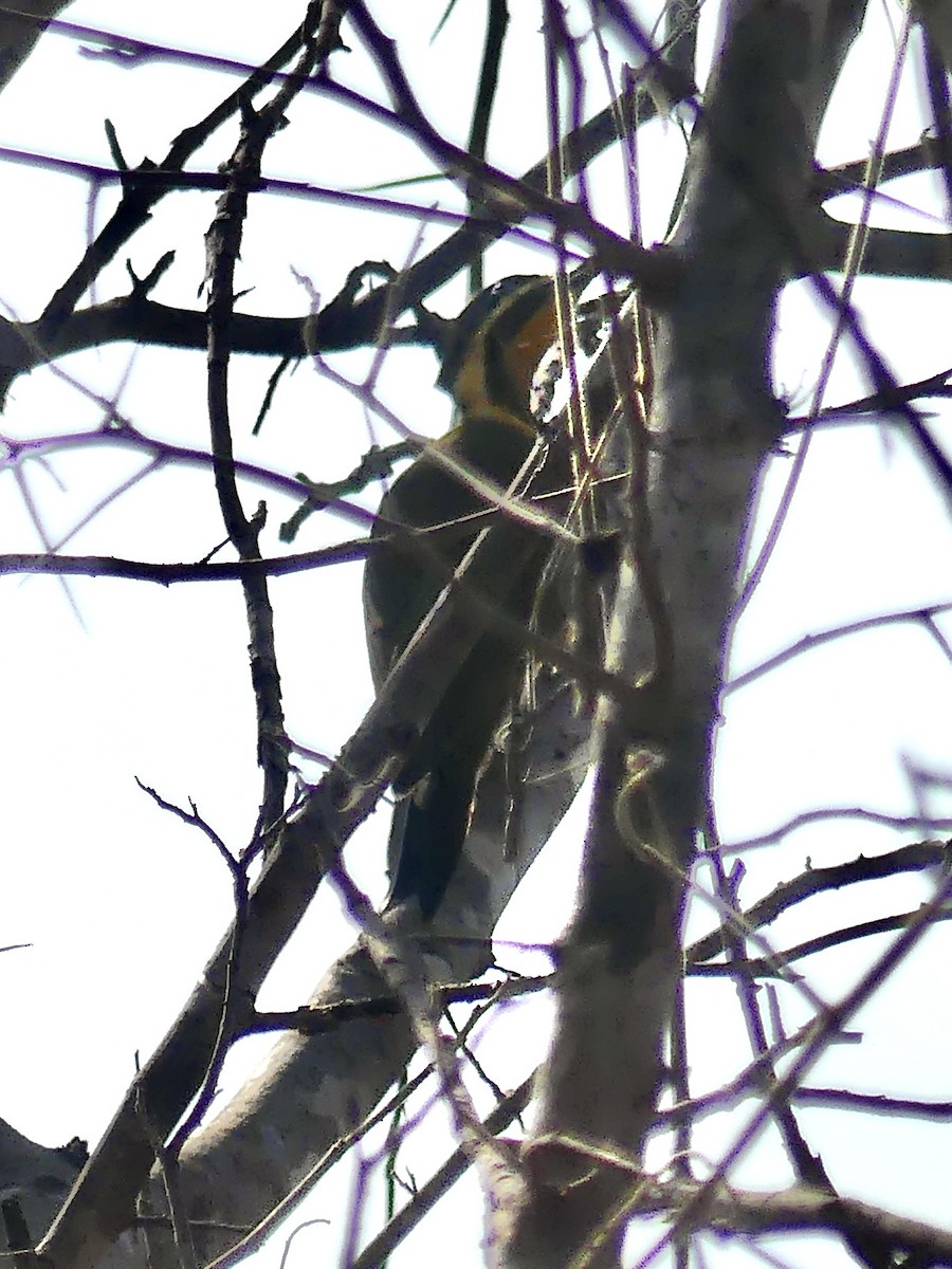 Golden-green Woodpecker (Golden-green) - ML626760412