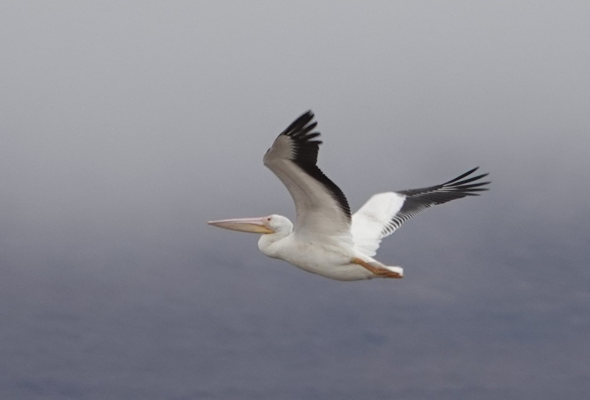 American White Pelican - ML626760452