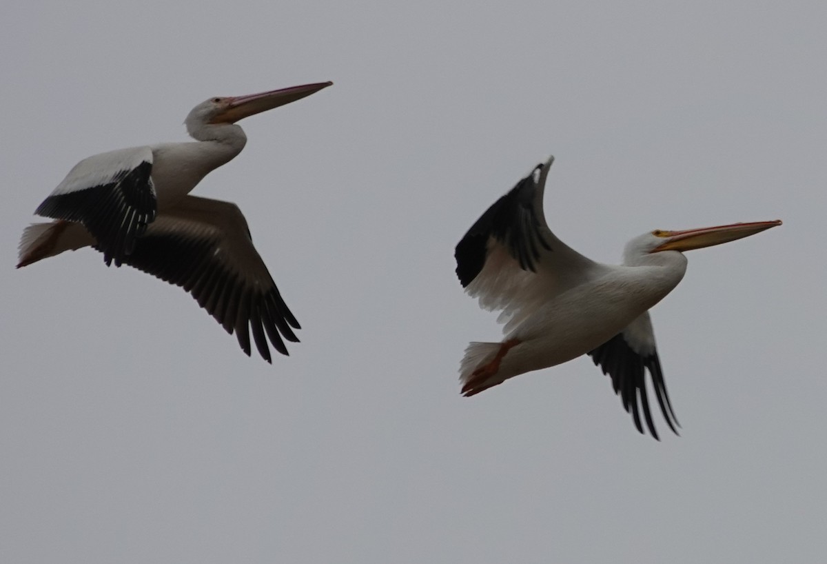 American White Pelican - ML626760454
