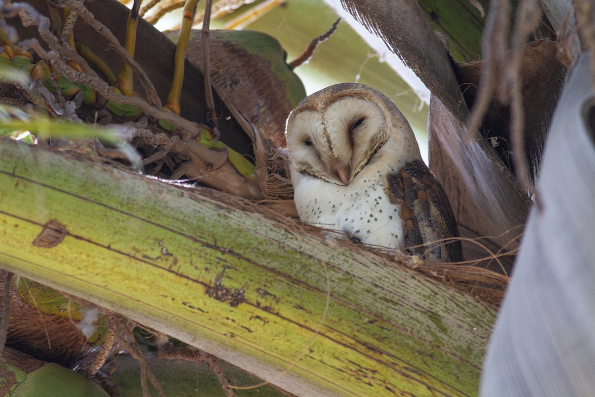 Western Barn Owl (African) - ML626760727