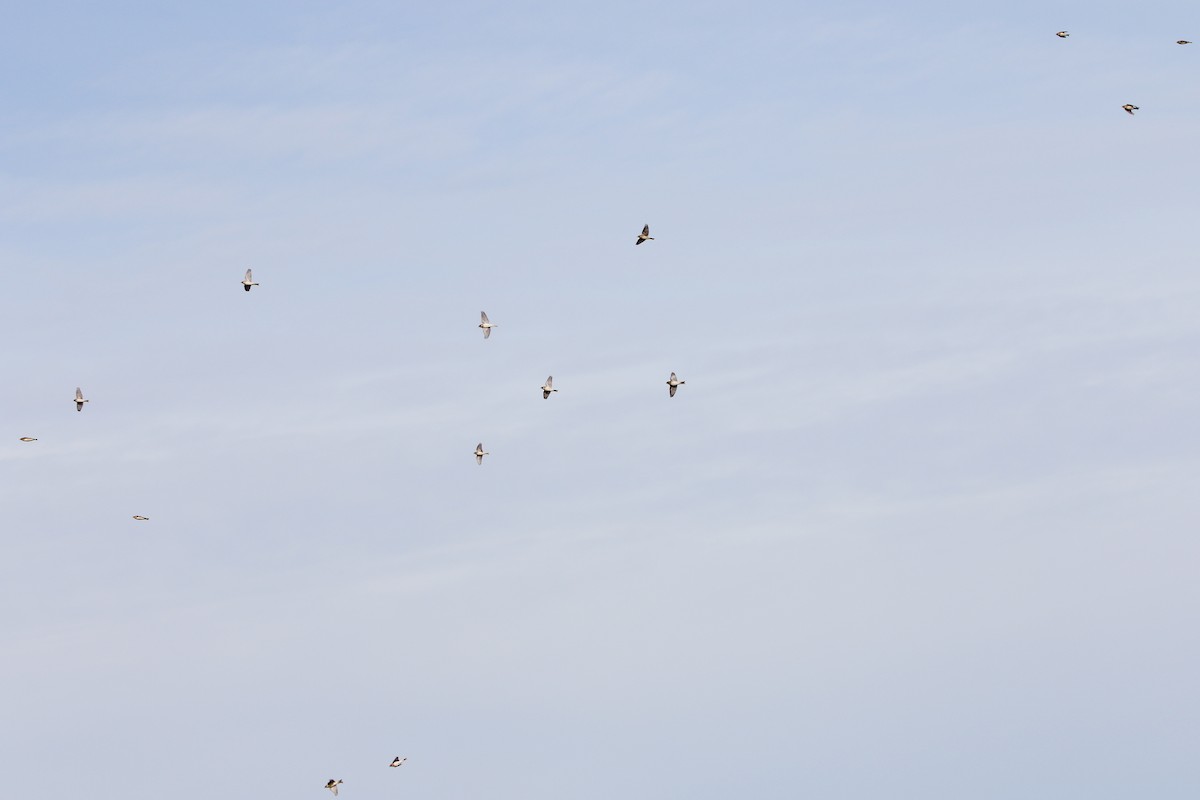 Lapland Longspur - Alex Marine