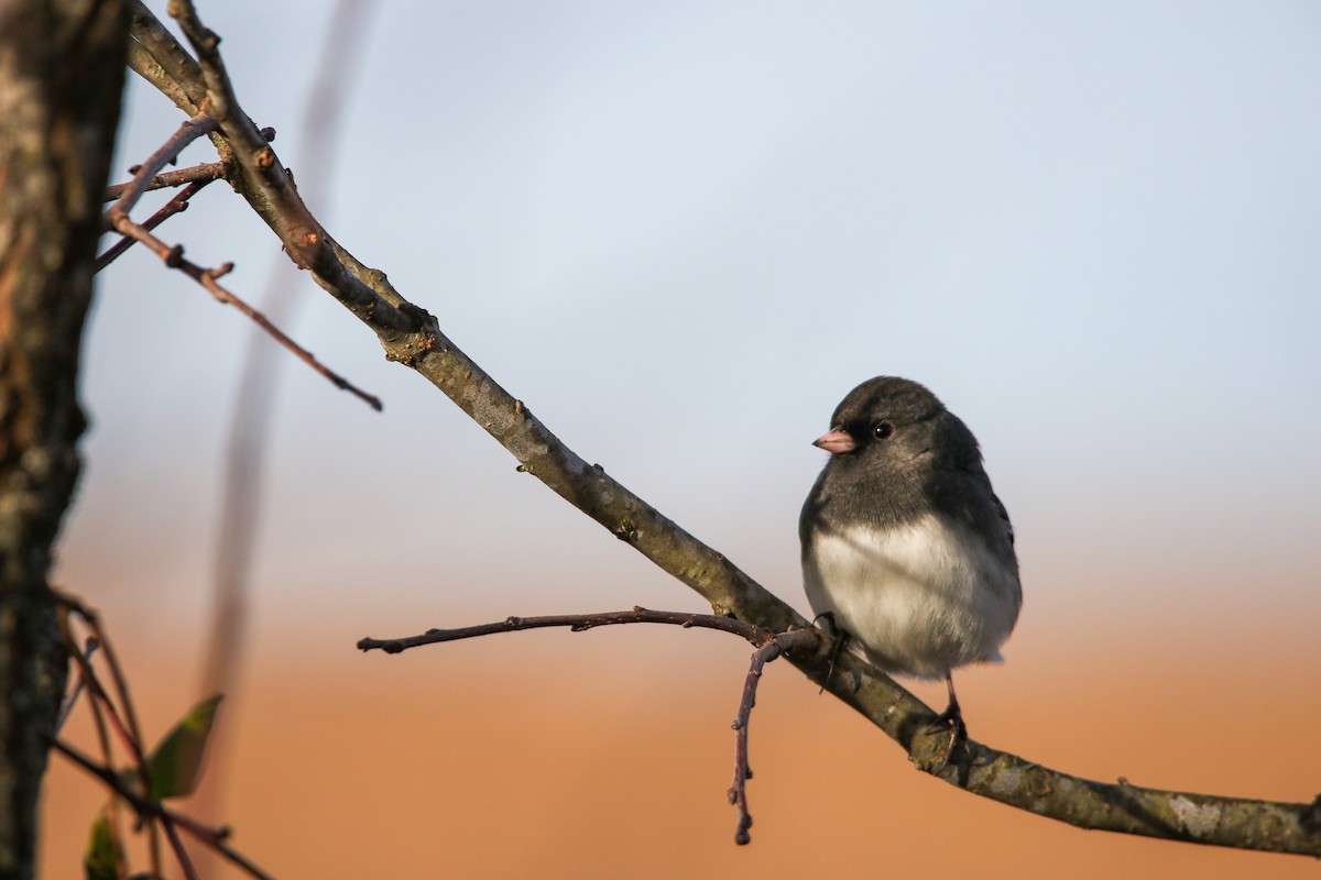 Dark-eyed Junco - ML626760832