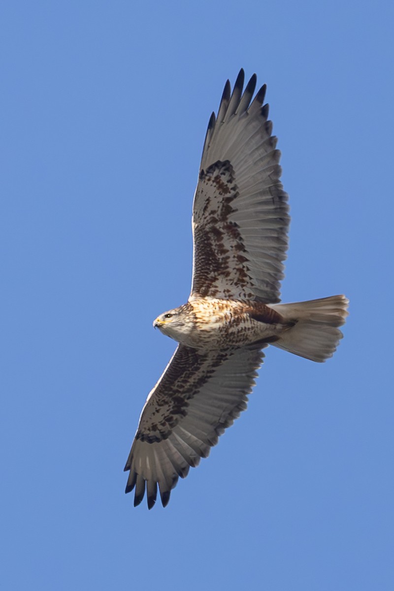 Ferruginous Hawk - ML626761072