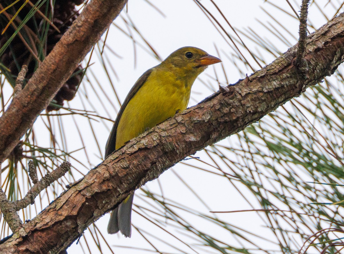 Western Tanager - ML626761098