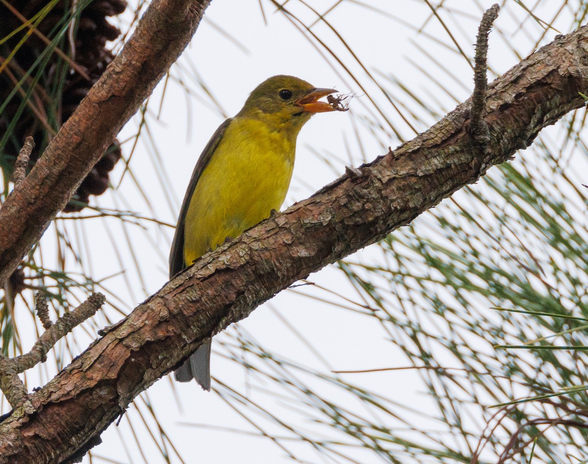 Western Tanager - ML626761099