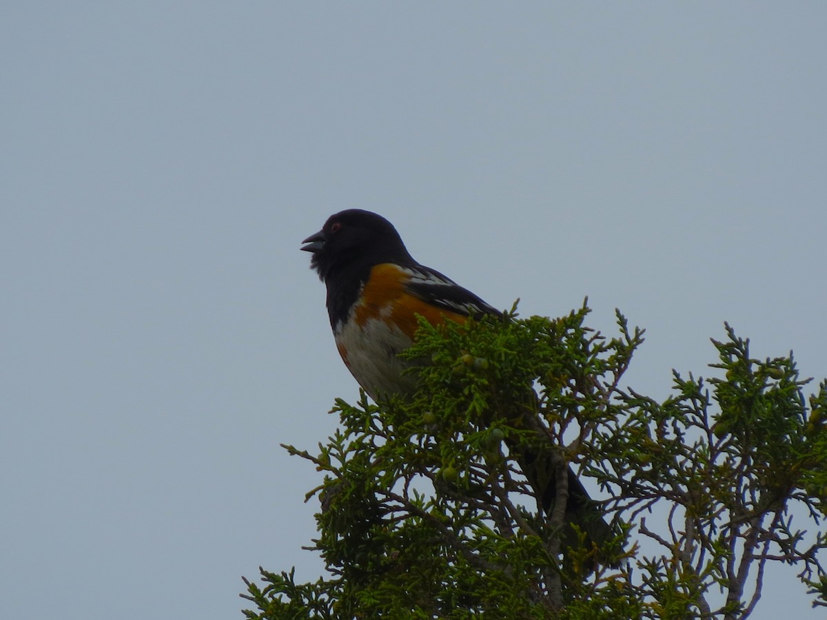 Spotted Towhee - ML626761122
