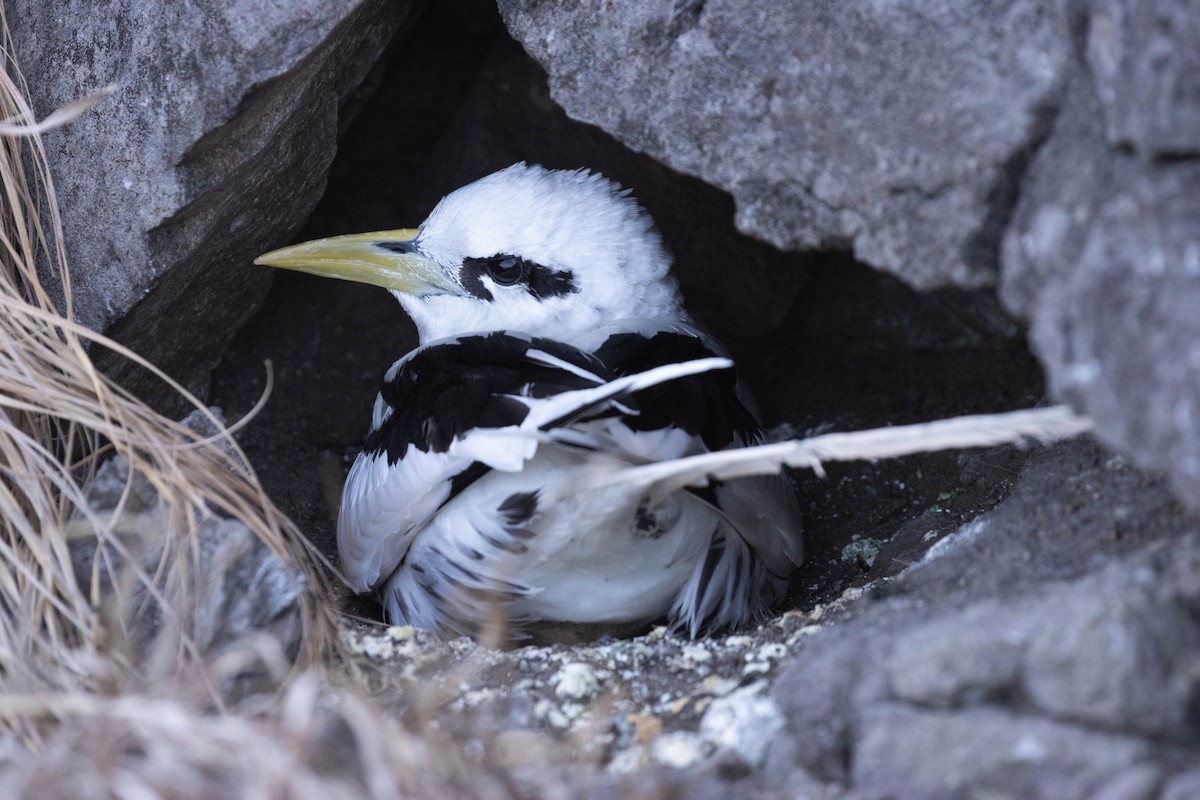 faeton pruhokřídlý - ML626761302