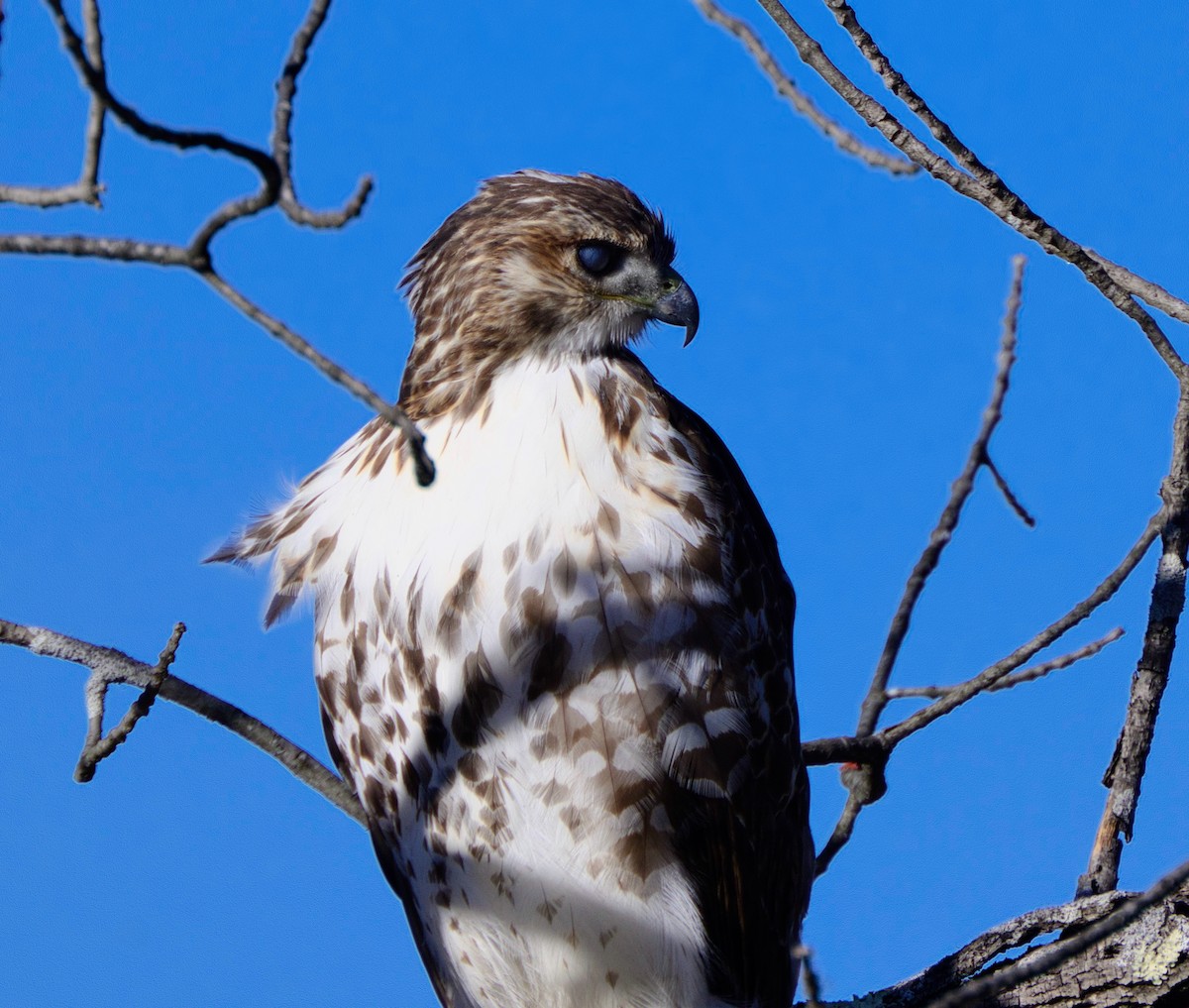 Red-tailed Hawk - ML626761309