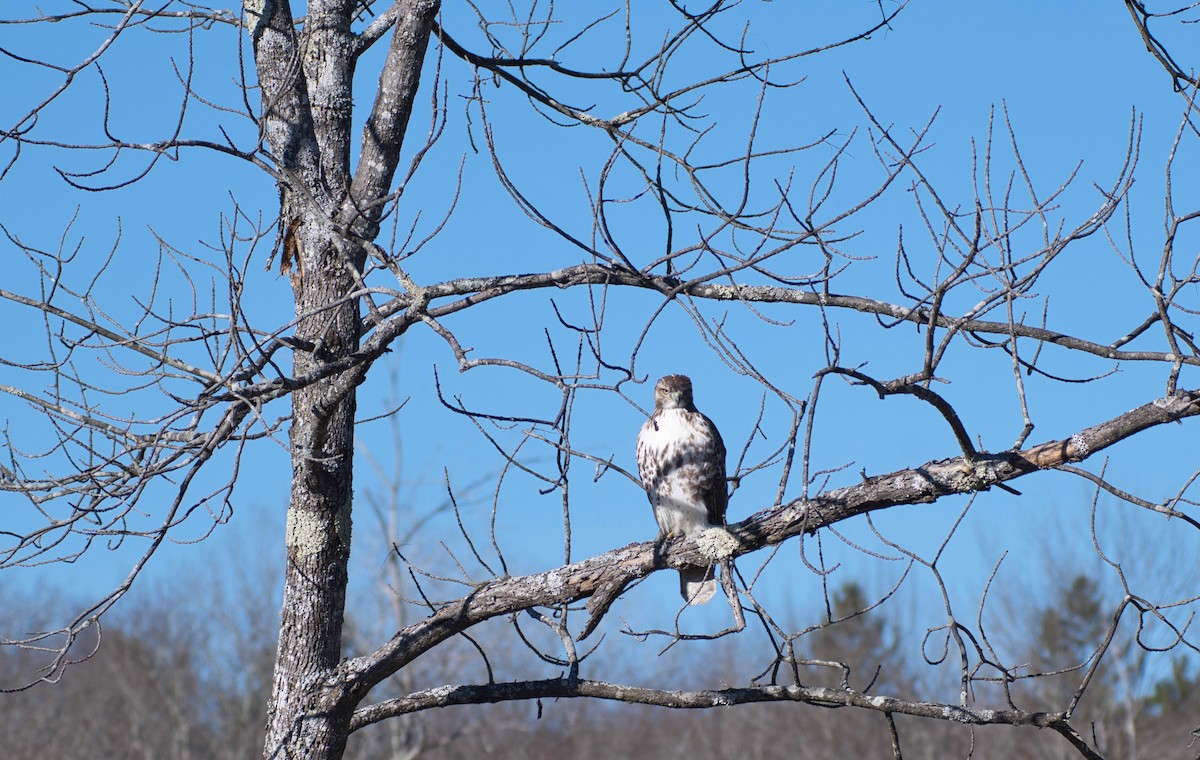 Red-tailed Hawk - ML626761310