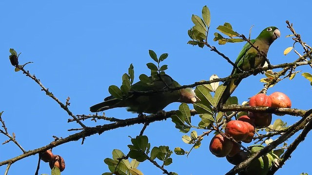 Yellow-billed Amazon - ML626761350