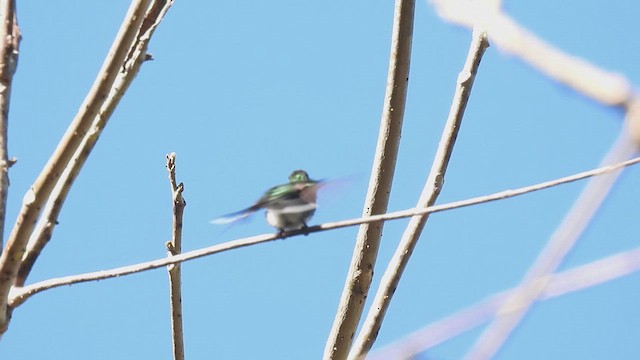 Red-billed Streamertail - ML626761403