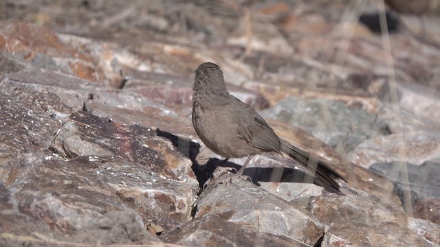 Abert's Towhee - ML626761669