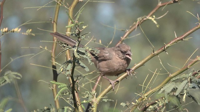 Abert's Towhee - ML626761674