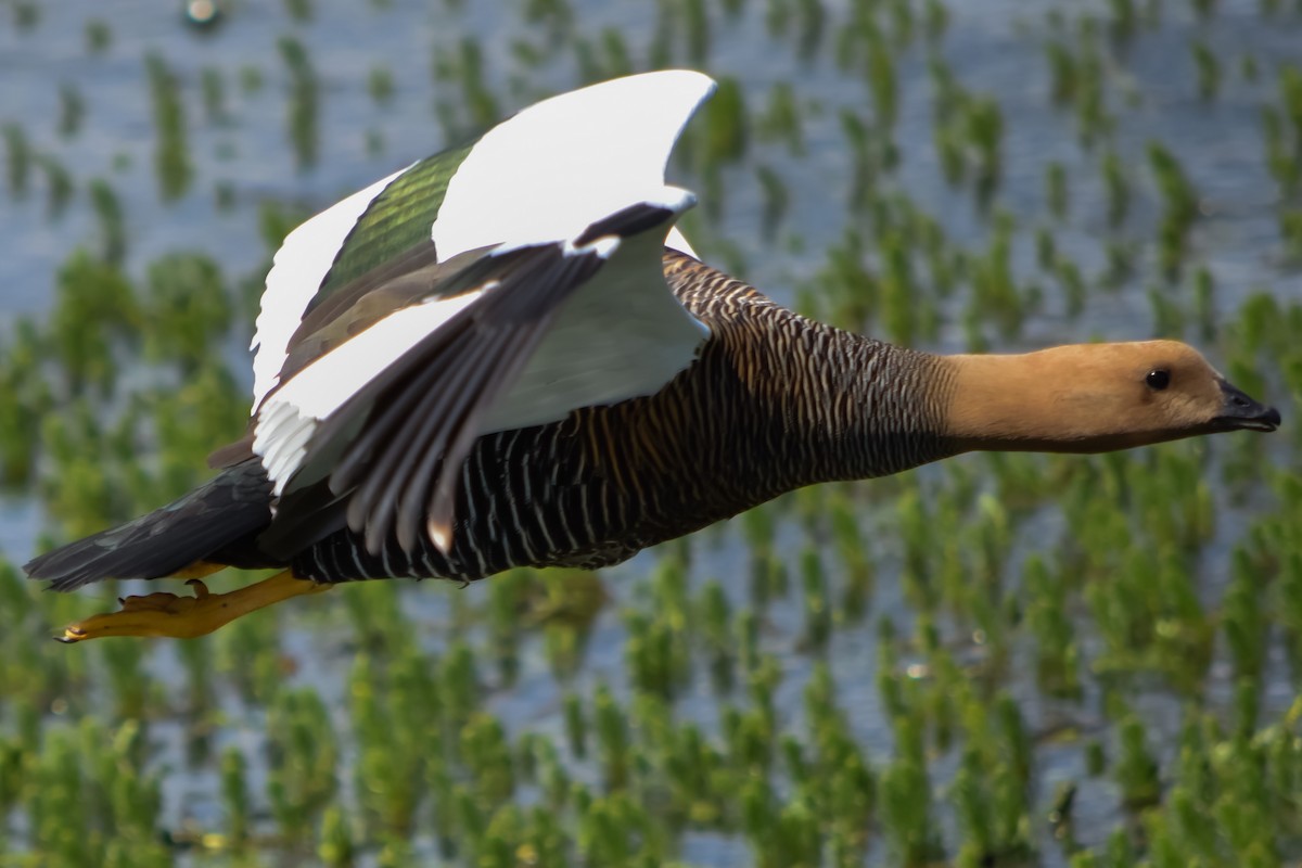 Upland Goose - ML626762254