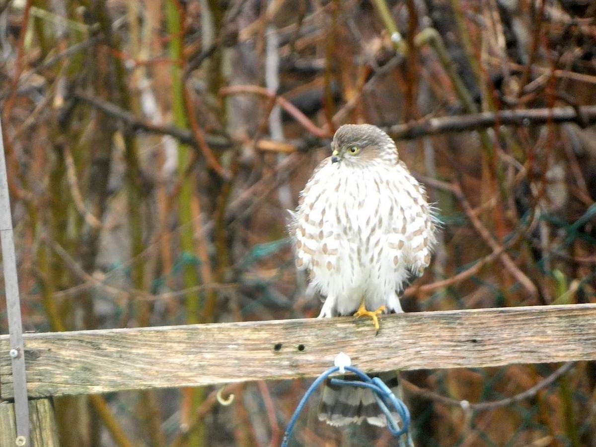 Sharp-shinned Hawk - ML626762323