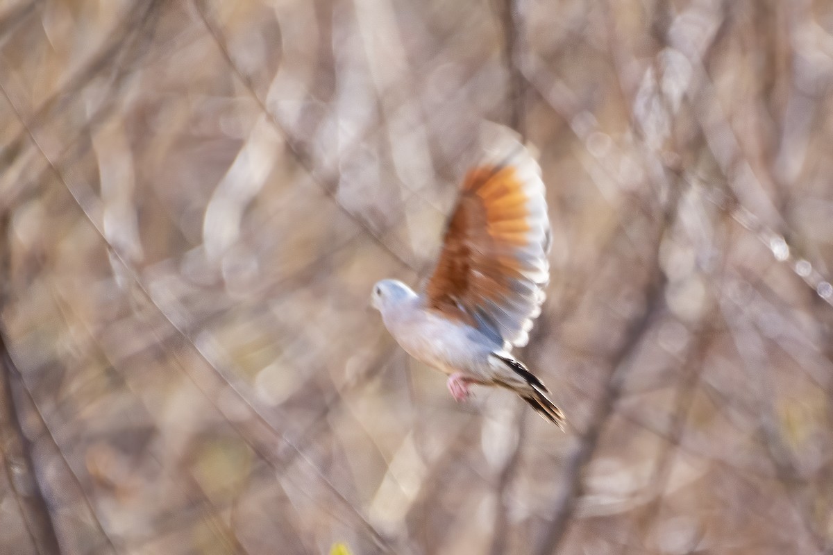 Plain-breasted Ground Dove - ML626762340