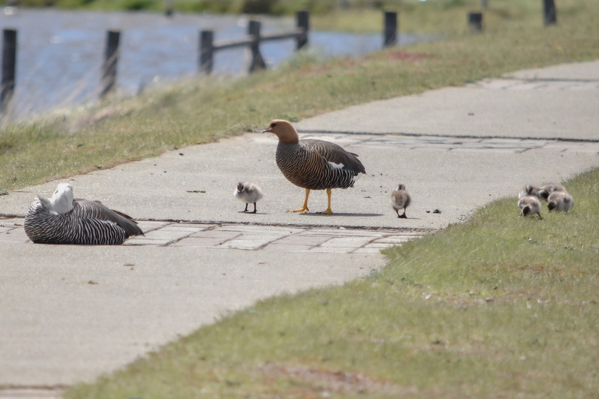 Upland Goose - ML626762513